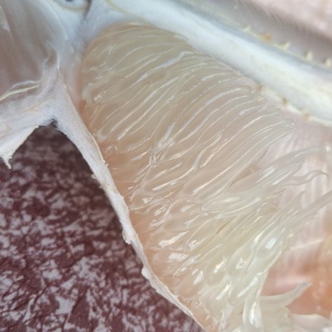 度尾红心文旦柚，30年老树包甜。