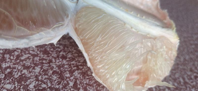 度尾红心文旦柚，30年老树包甜。