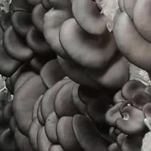 蘑菇基地新鲜食用菌黑平菇蘑菇产地直销现摘现发