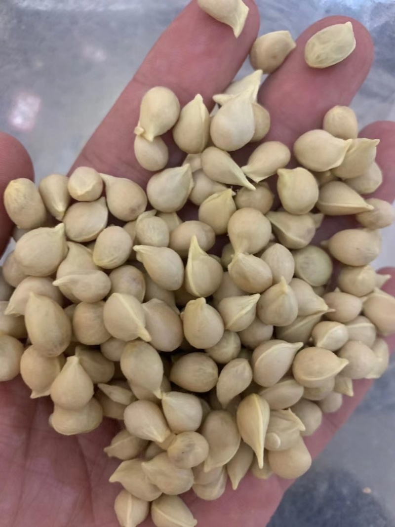 枳壳种子枸橘种子嫁接砧木种子小叶香橙种子