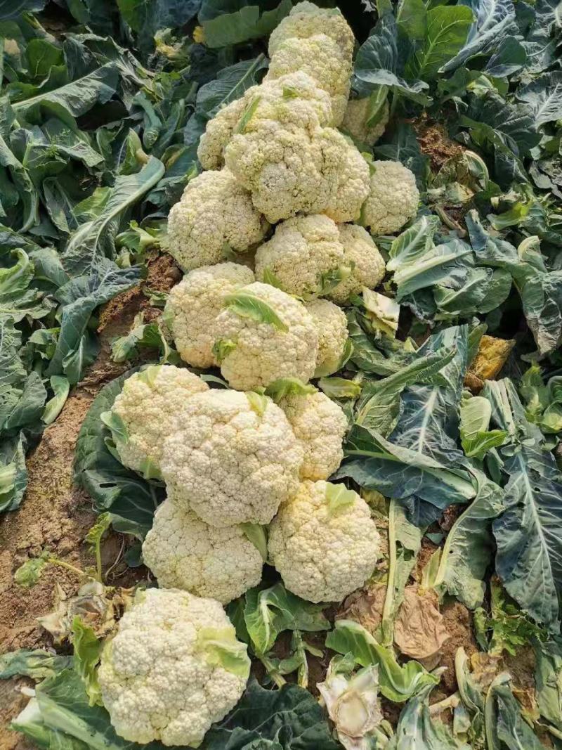 松花苗优质穴盘苗温棚育苗精心培育数量充裕包邮