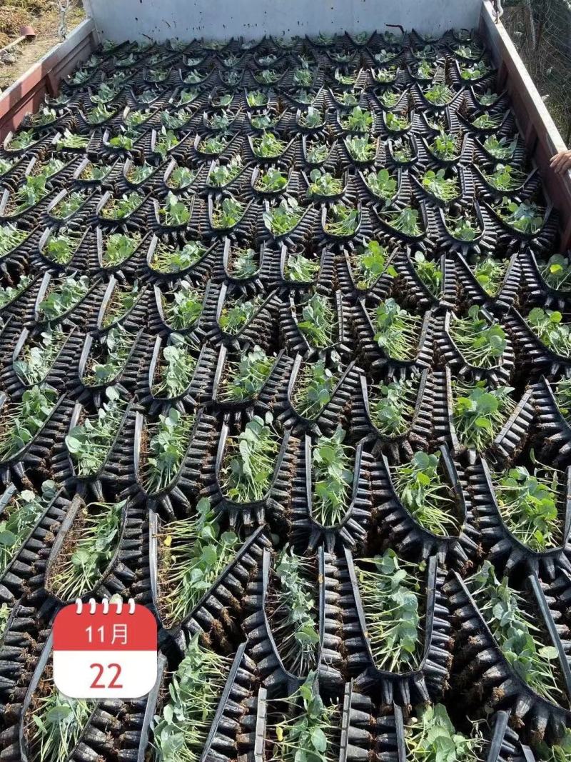 松花苗优质穴盘苗温棚育苗精心培育数量充裕包邮
