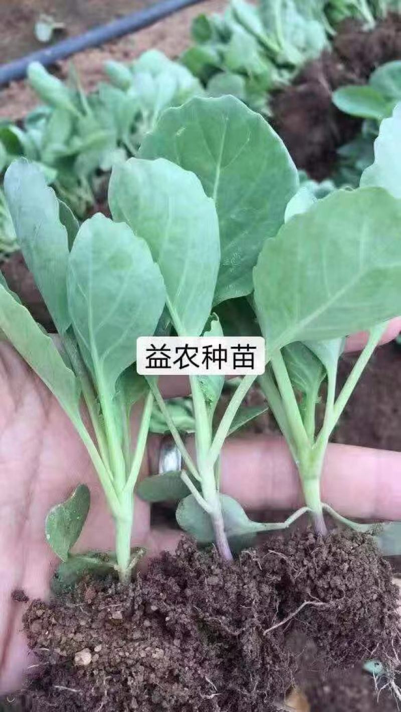 松花苗优质穴盘苗温棚育苗精心培育数量充裕包邮