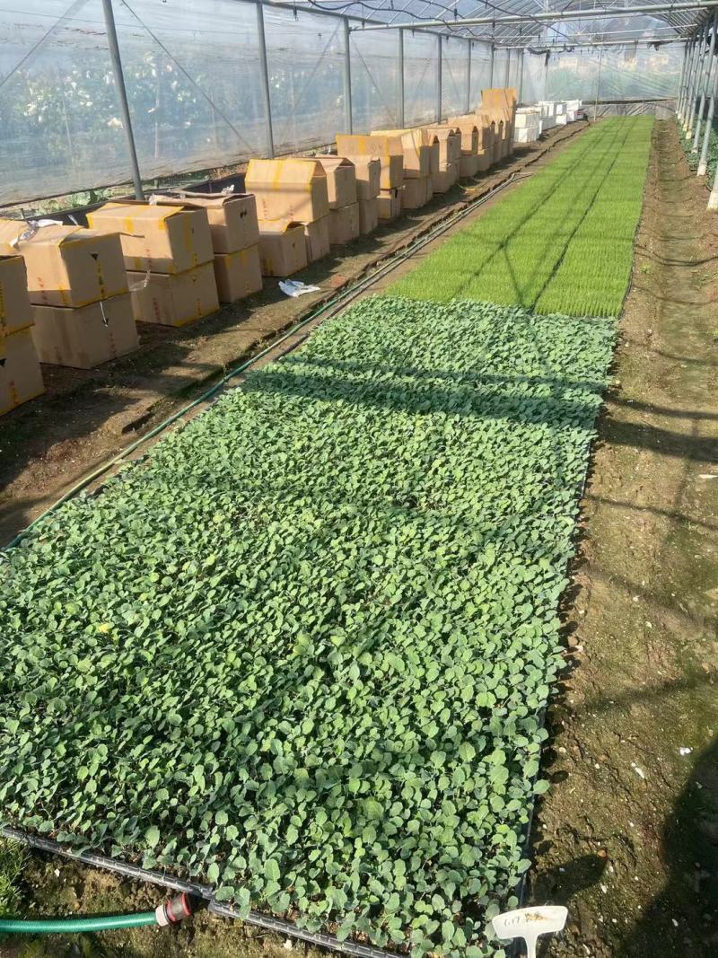 松花苗优质穴盘苗温棚育苗精心培育数量充裕包邮