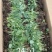 松花苗优质穴盘苗温棚育苗精心培育数量充裕包邮