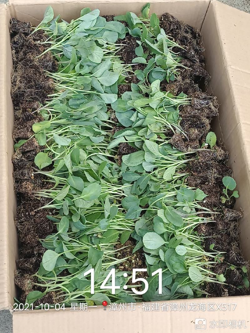 松花苗优质穴盘苗温棚育苗精心培育数量充裕包邮