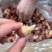 龙虾尾