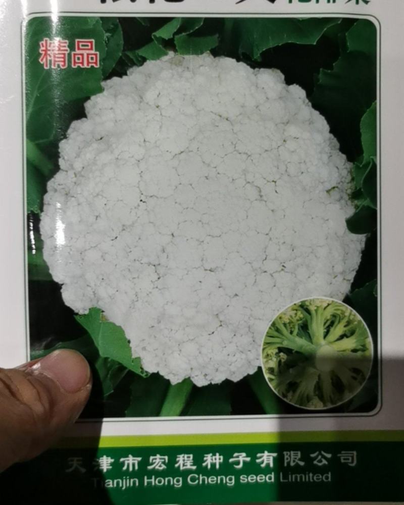 松花菜种子花椰菜绿色青梗早熟65天春秋种植