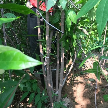 腊梅。黄花腊梅。丛生腊梅，腊梅小苗。腊梅直销。规格全。
