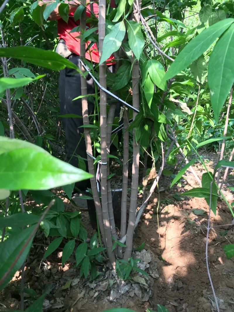 腊梅。黄花腊梅。丛生腊梅，腊梅小苗。腊梅直销。规格全。