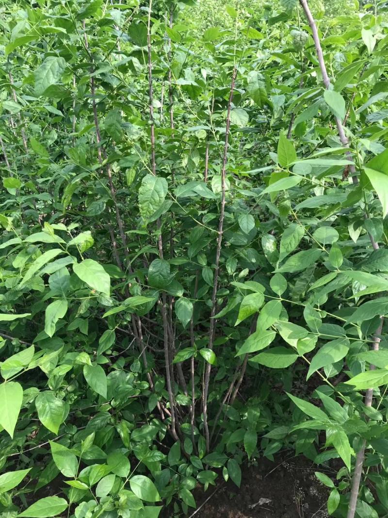 腊梅。黄花腊梅。丛生腊梅，腊梅小苗。腊梅直销。规格全。