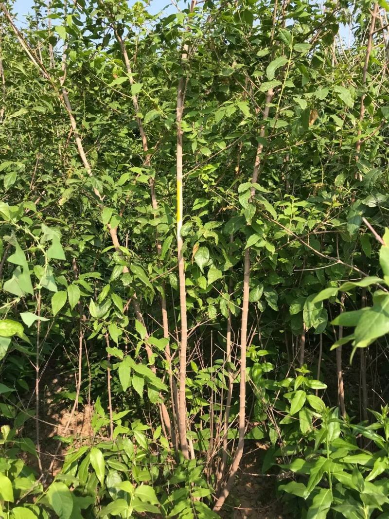 腊梅。黄花腊梅。丛生腊梅，腊梅小苗。腊梅直销。规格全。