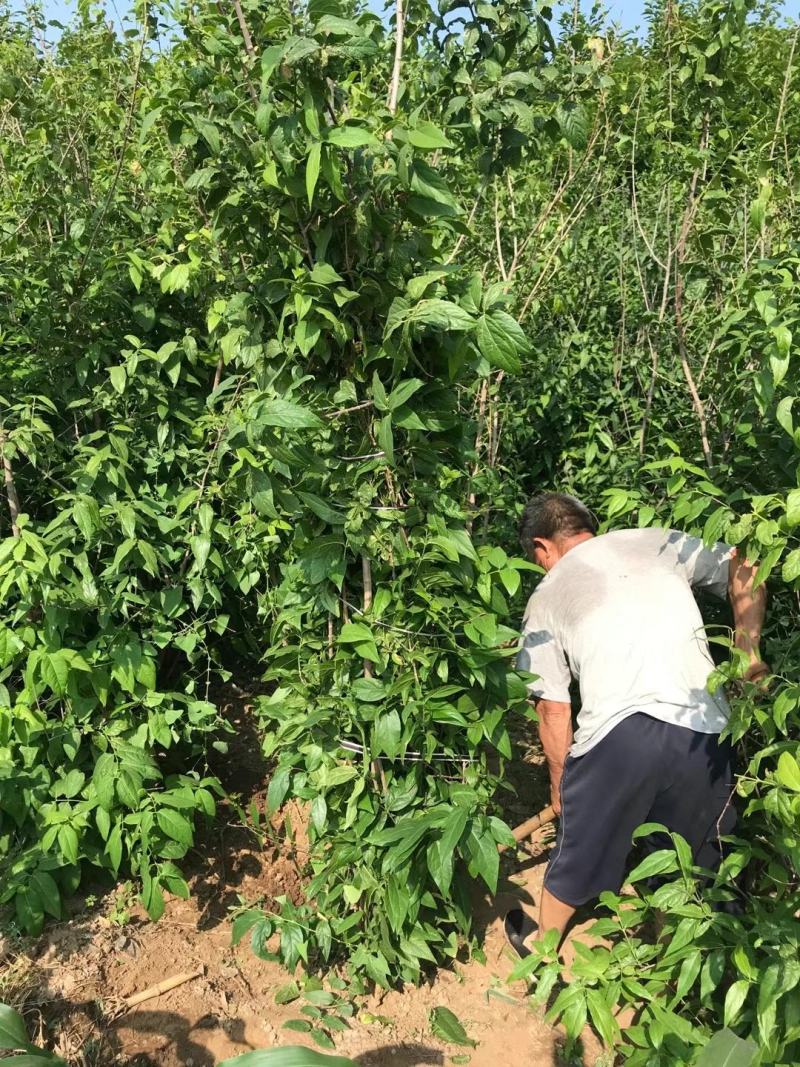 腊梅。黄花腊梅。丛生腊梅，腊梅小苗。腊梅直销。规格全。