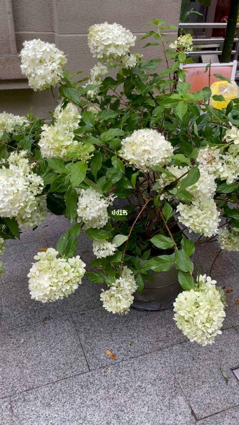 圆锥木绣球花苗，【开花很大，观赏性很好，属于權木型品种】
