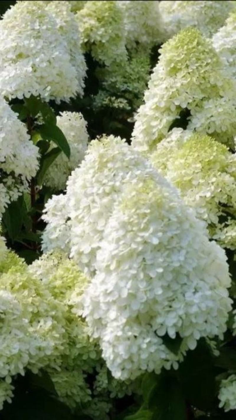 圆锥木绣球花苗，【开花很大，观赏性很好，属于權木型品种】