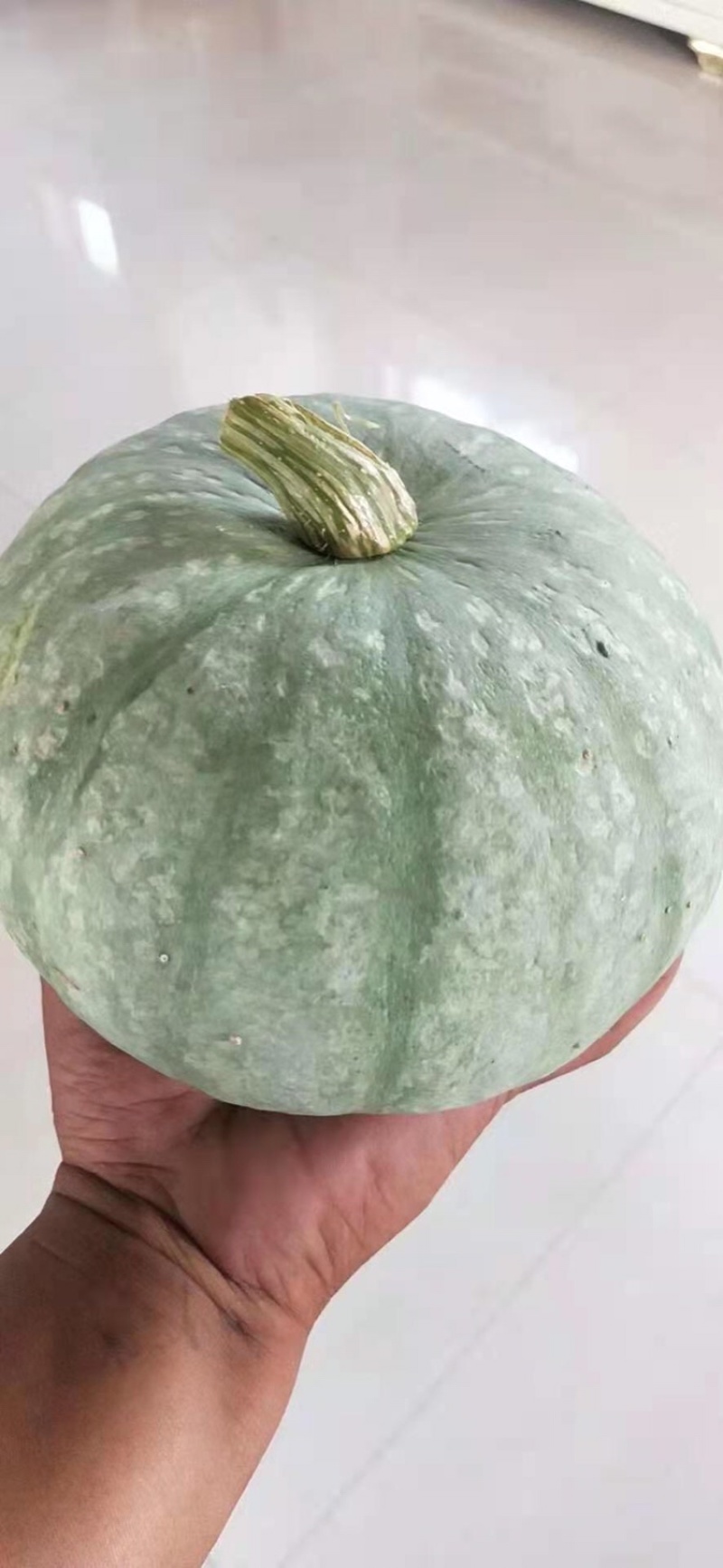 精品板栗南瓜正在热销中，欢迎各位老板前来洽谈！