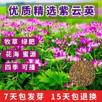 紫云英种子红花草籽养蜂蜜源牧草种子果园绿肥草籽