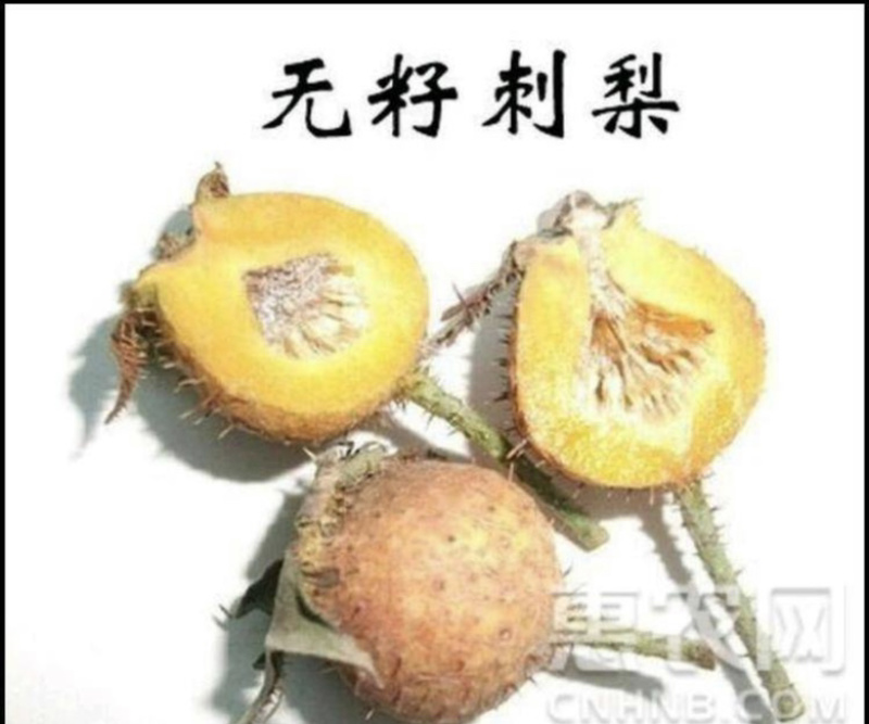 金刺梨果富含维生素c口感甘甜