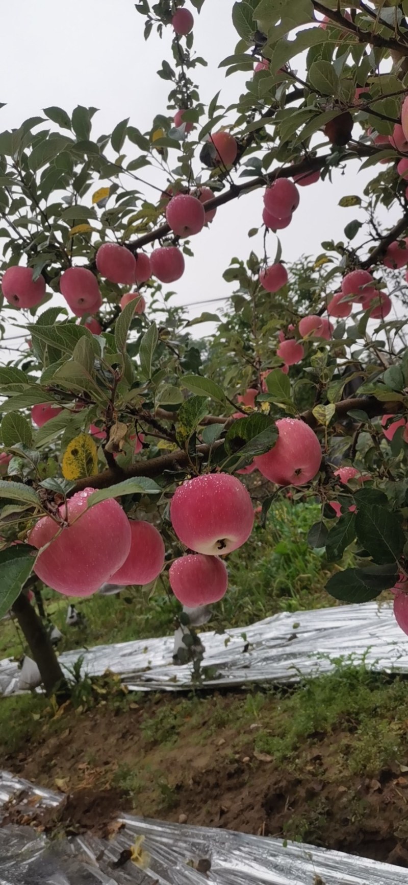 甘肃高山冰糖心红富士苹果