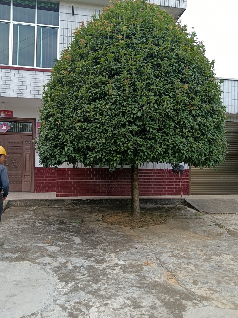 精品移栽15金桂