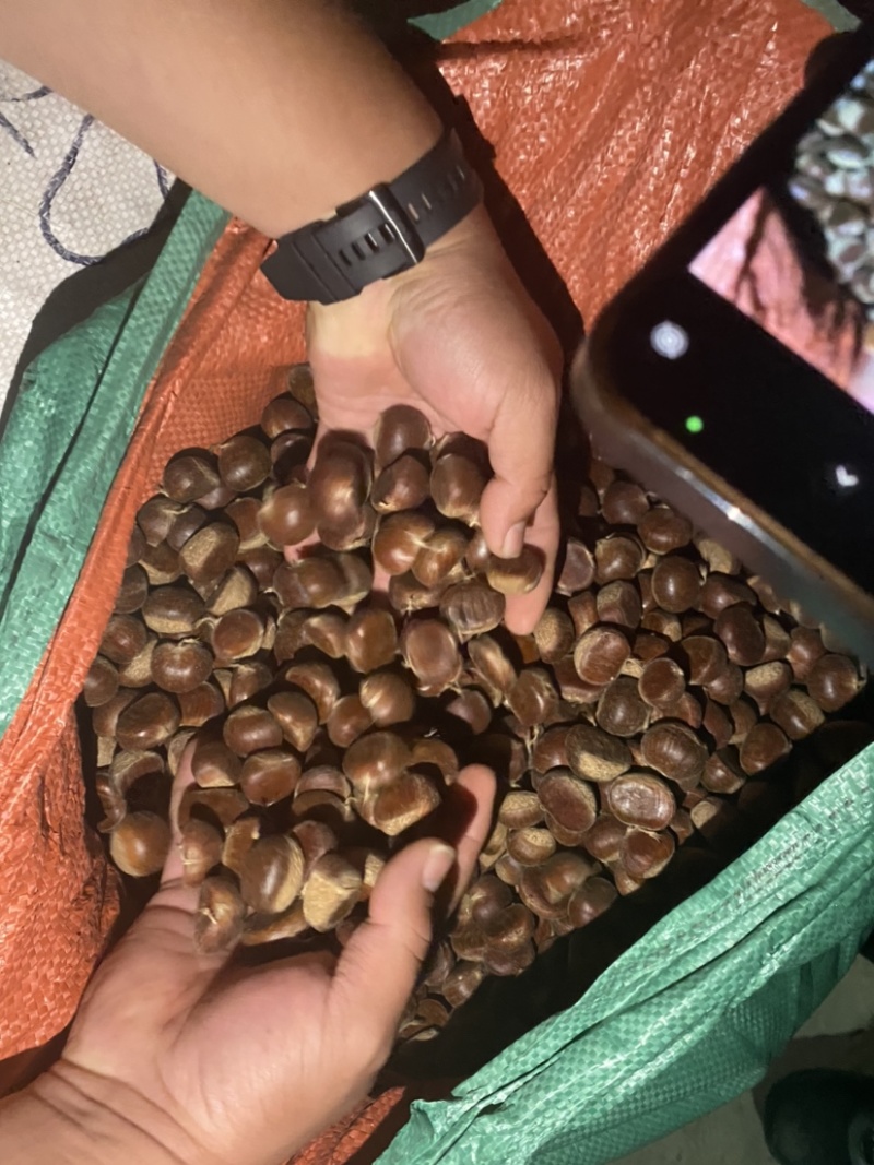 迁西板栗