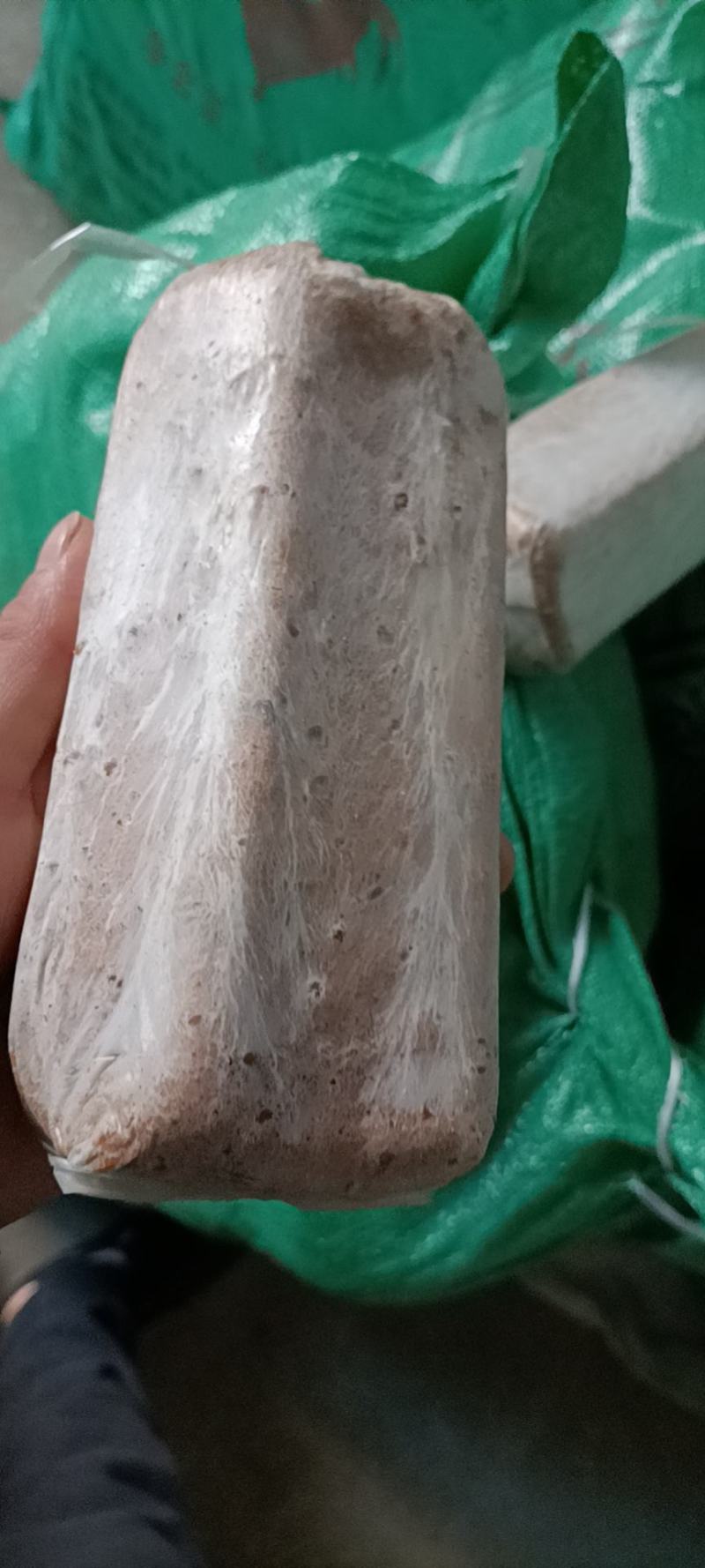 茯苓菌种优质高产粮食种，产地直销，欢迎前来选购