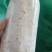 茯苓菌种优质高产粮食种，产地直销，欢迎前来选购