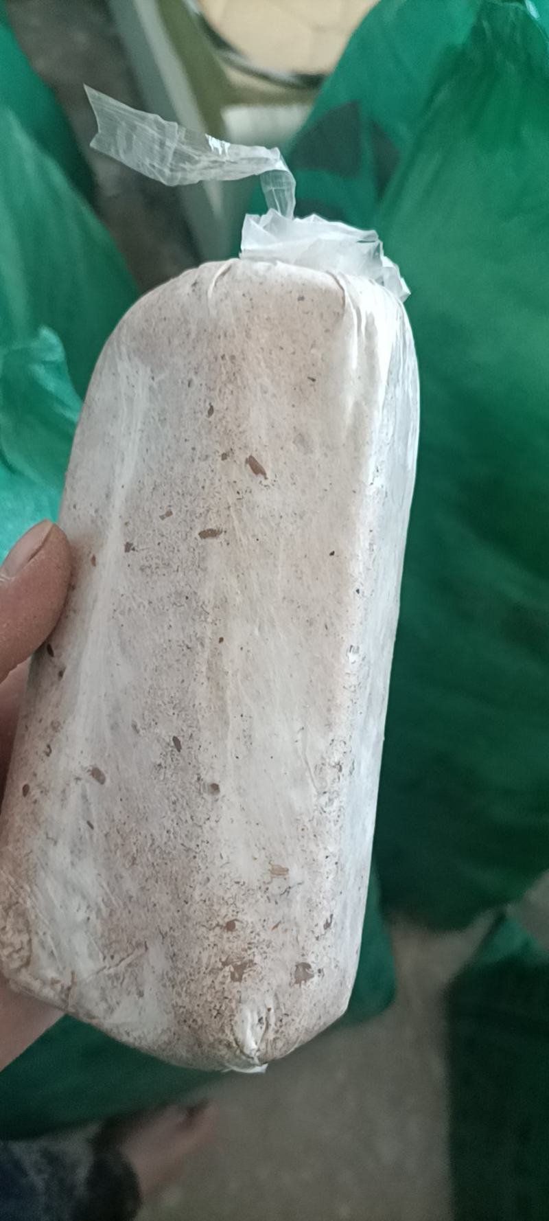 茯苓菌种优质高产粮食种，产地直销，欢迎前来选购