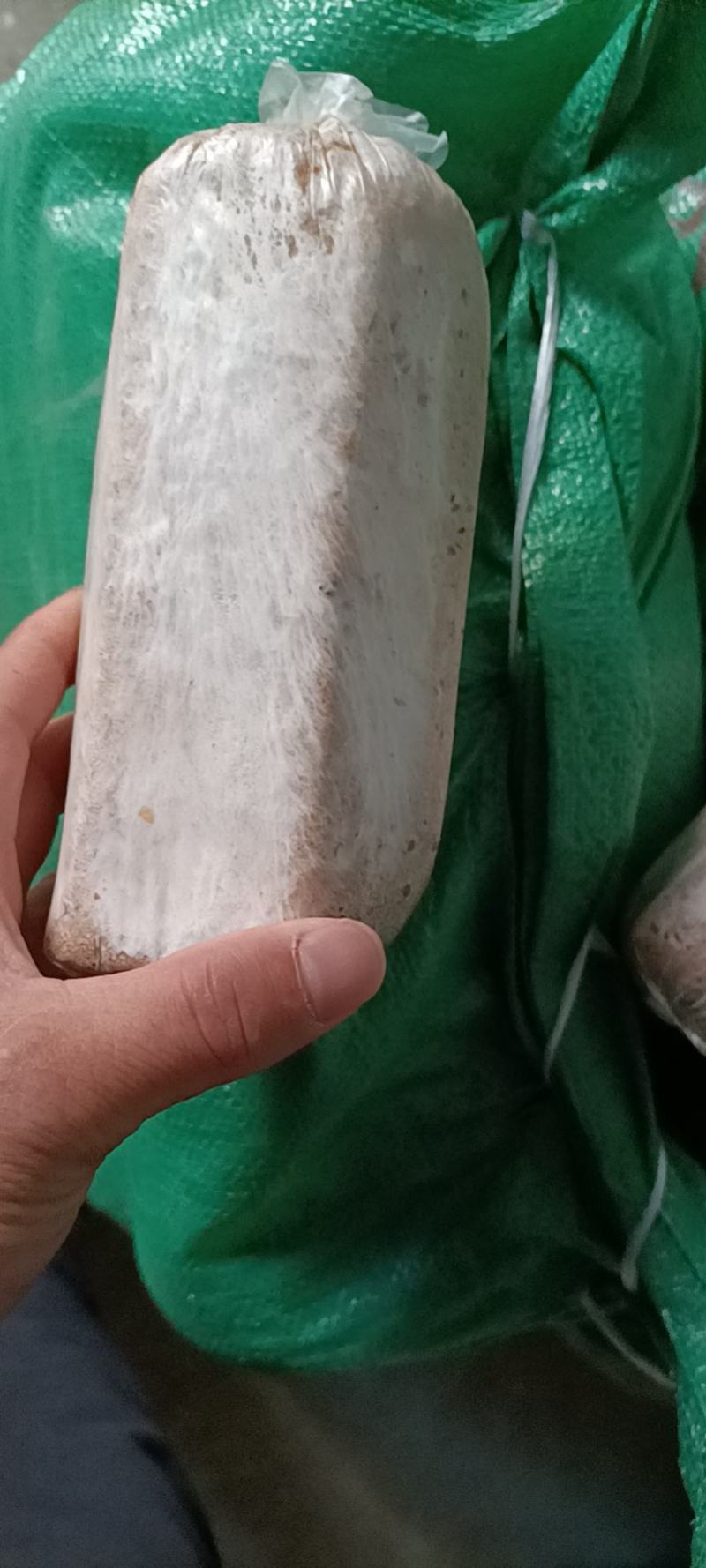 茯苓菌种优质高产粮食种，产地直销，欢迎前来选购