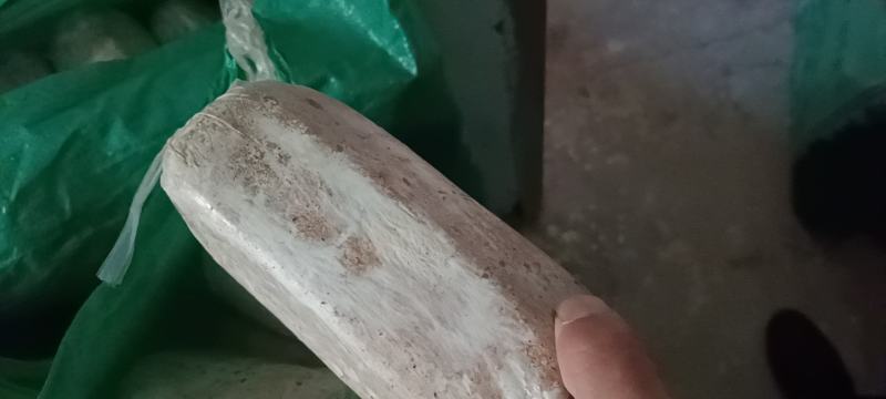 茯苓菌种优质高产粮食种，产地直销，欢迎前来选购