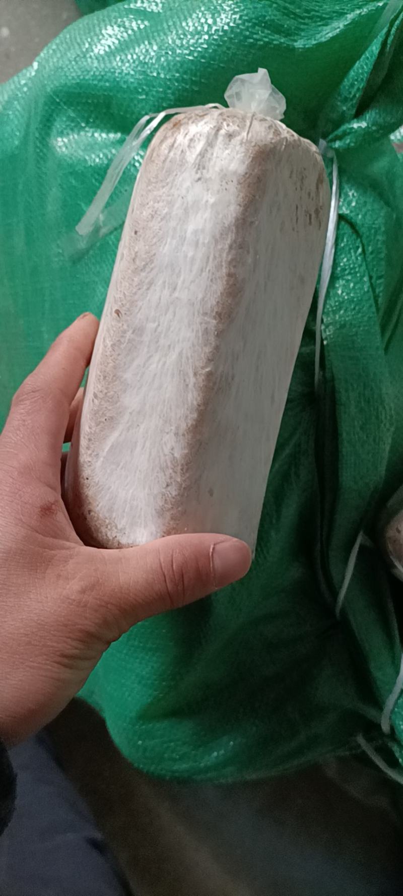 茯苓菌种优质高产粮食种，产地直销，欢迎前来选购