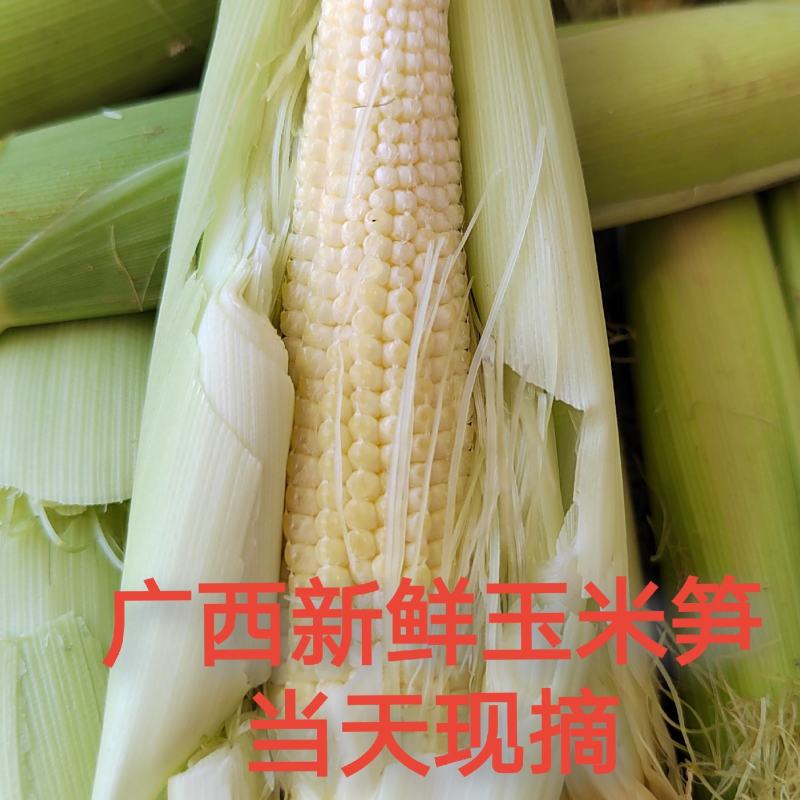 广西现摘玉米笋