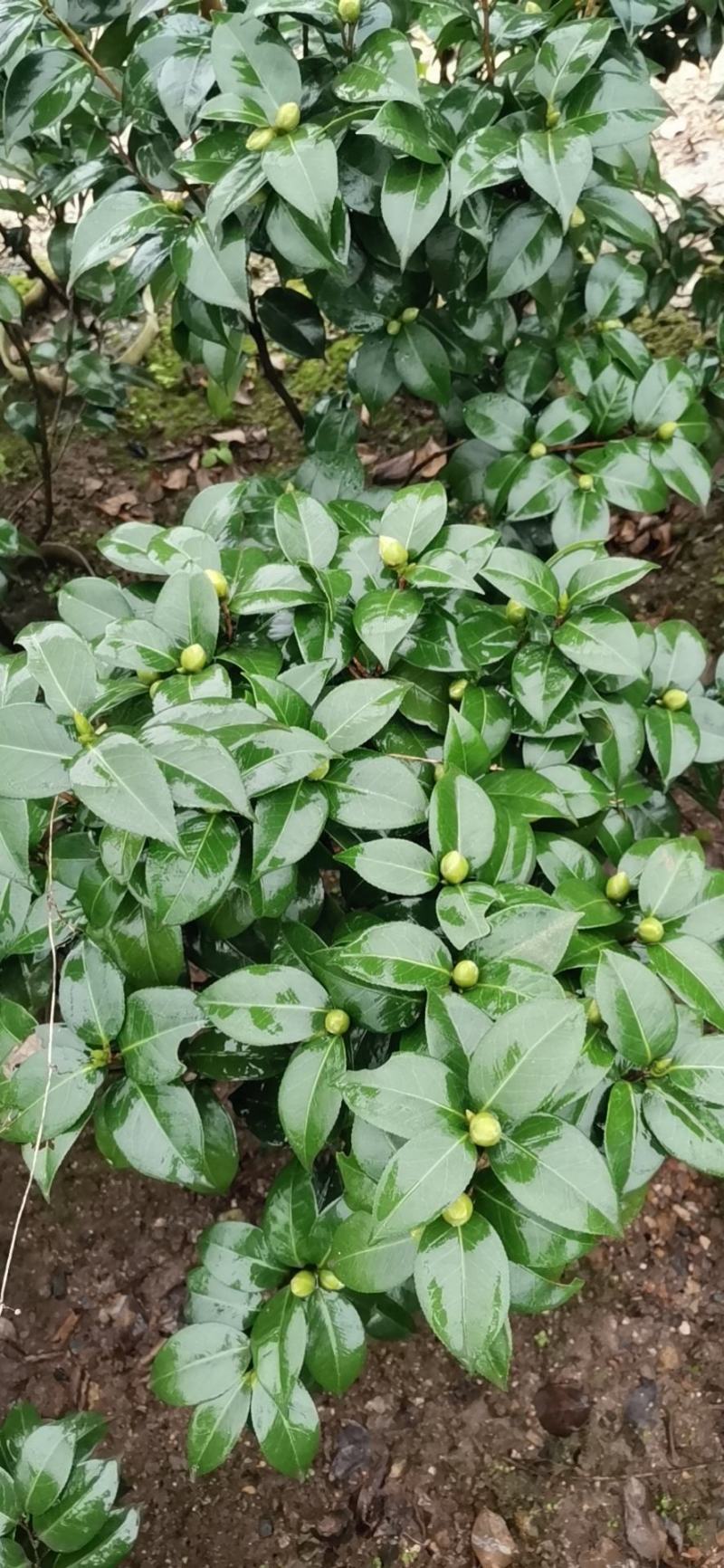 茶花诚信合作质量保障一手货源基地直发可视频看货欢迎联系