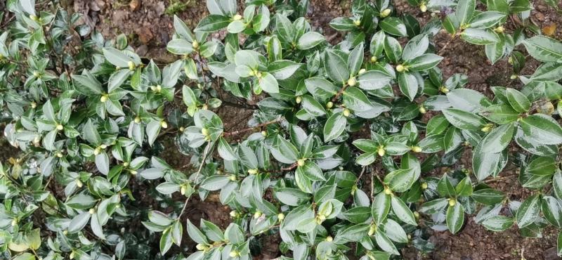 茶花诚信合作质量保障一手货源基地直发可视频看货欢迎联系
