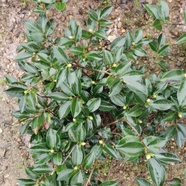 茶花诚信合作质量保障一手货源基地直发可视频看货欢迎联系
