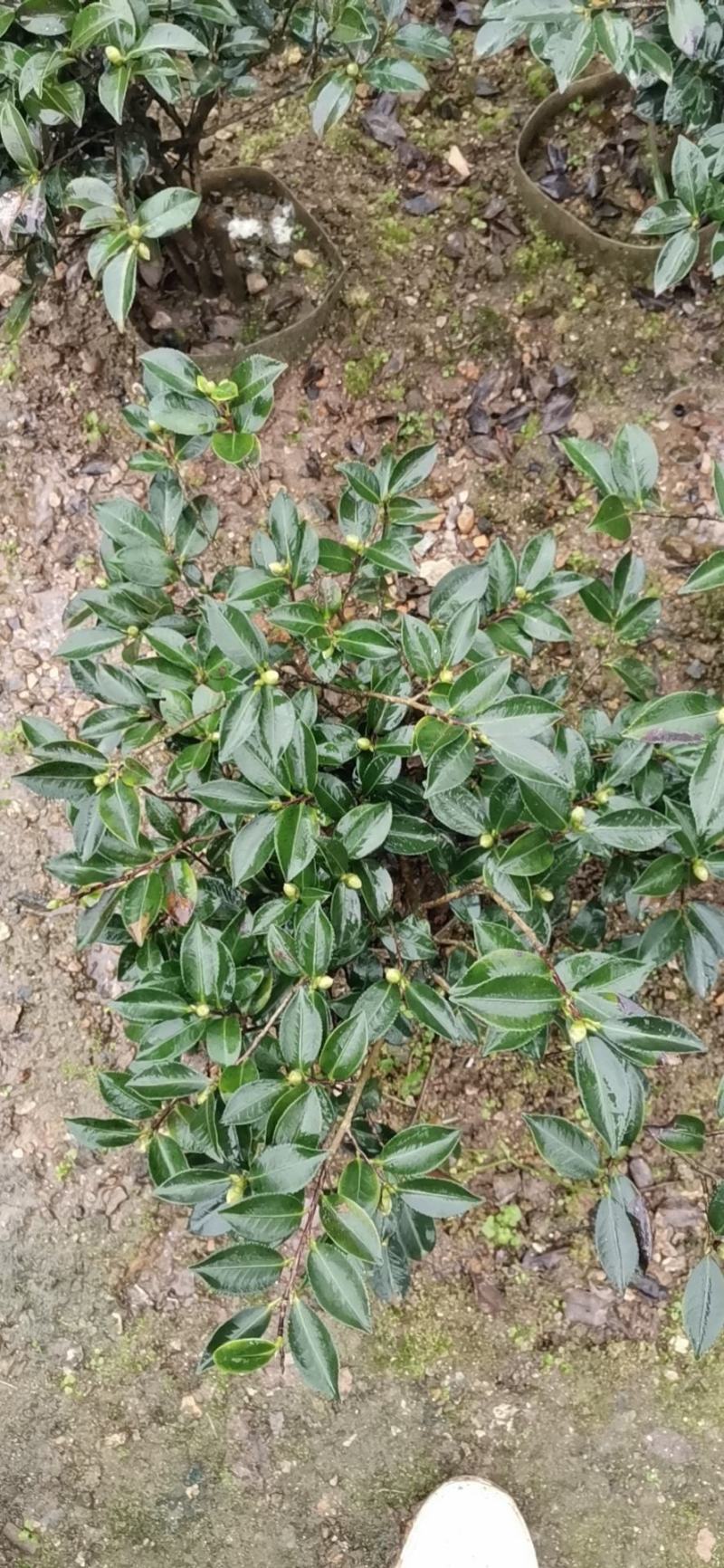 茶花诚信合作质量保障一手货源基地直发可视频看货欢迎联系