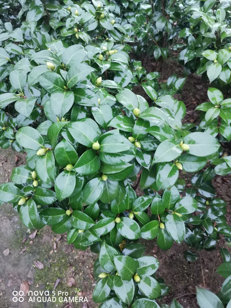 茶花诚信合作质量保障一手货源基地直发可视频看货欢迎联系