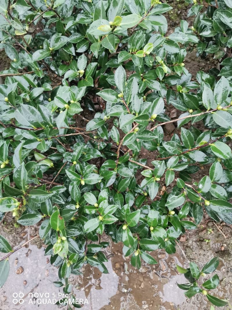 茶花诚信合作质量保障一手货源基地直发可视频看货欢迎联系