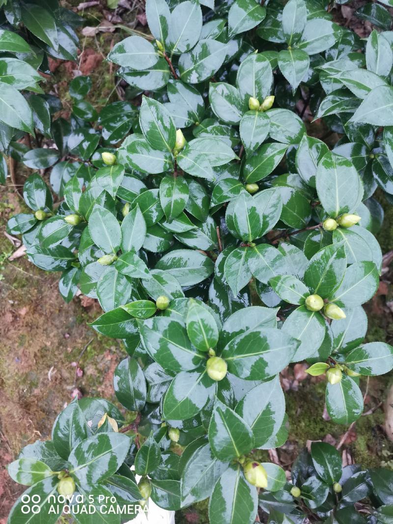 茶花诚信合作质量保障一手货源基地直发可视频看货欢迎联系