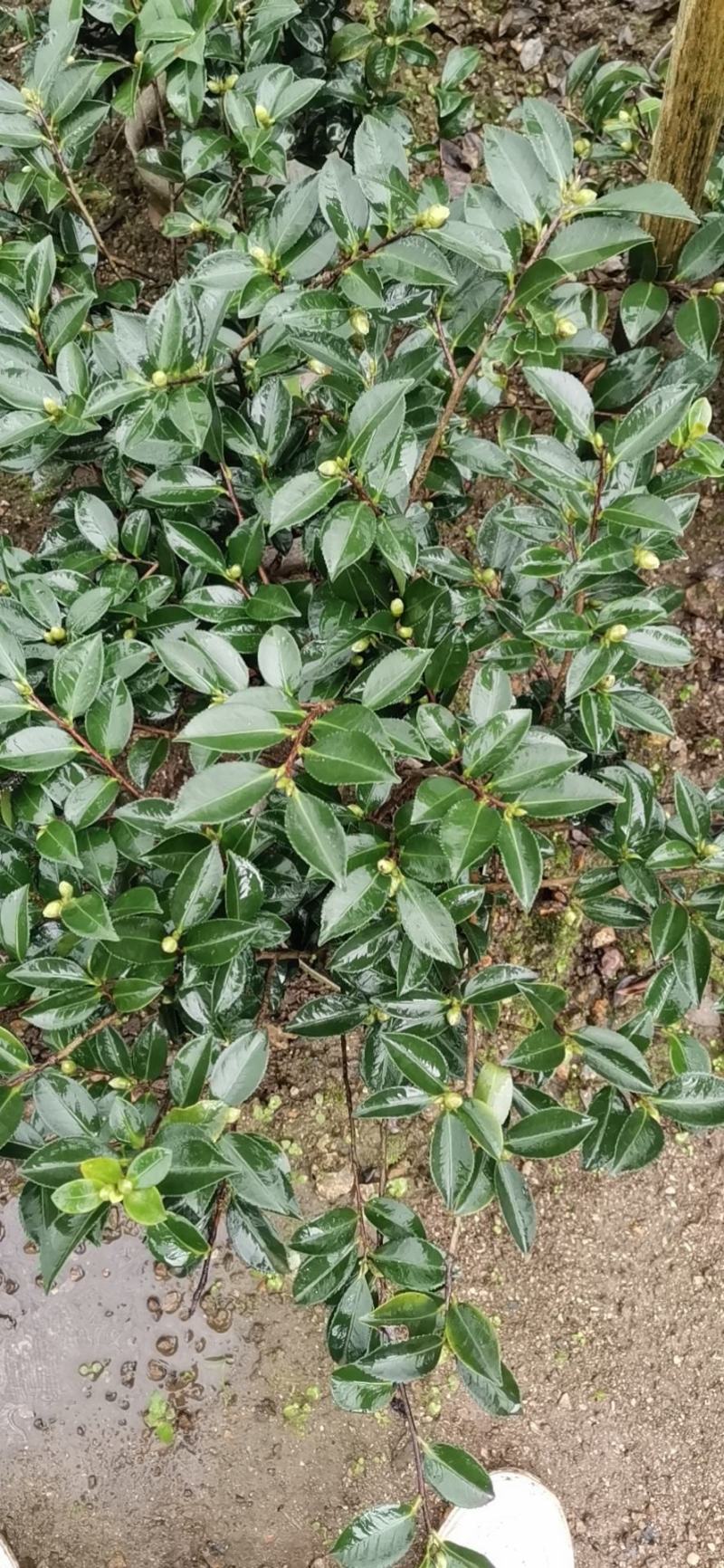 茶梅诚信合作质量保障一手货源基地直发可视频看货欢迎联系