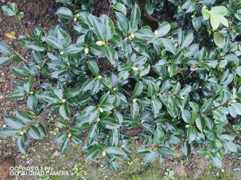 茶梅诚信合作质量保障一手货源基地直发可视频看货欢迎联系
