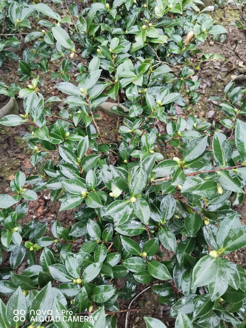 茶梅诚信合作质量保障一手货源基地直发可视频看货欢迎联系