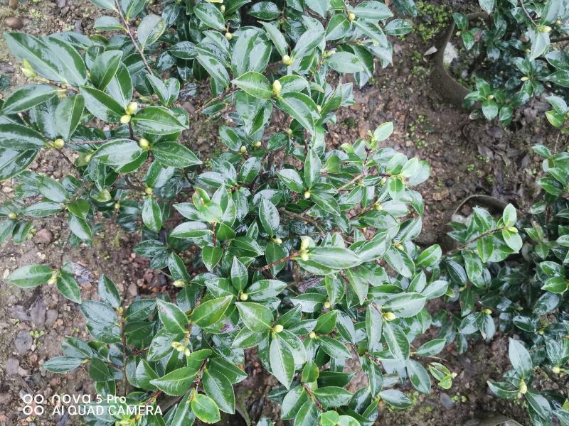 茶梅诚信合作质量保障一手货源基地直发可视频看货欢迎联系