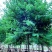 宫粉紫荆、宮粉羊蹄甲、羊蹄甲、红紫荆、红花紫荆、弯叶树