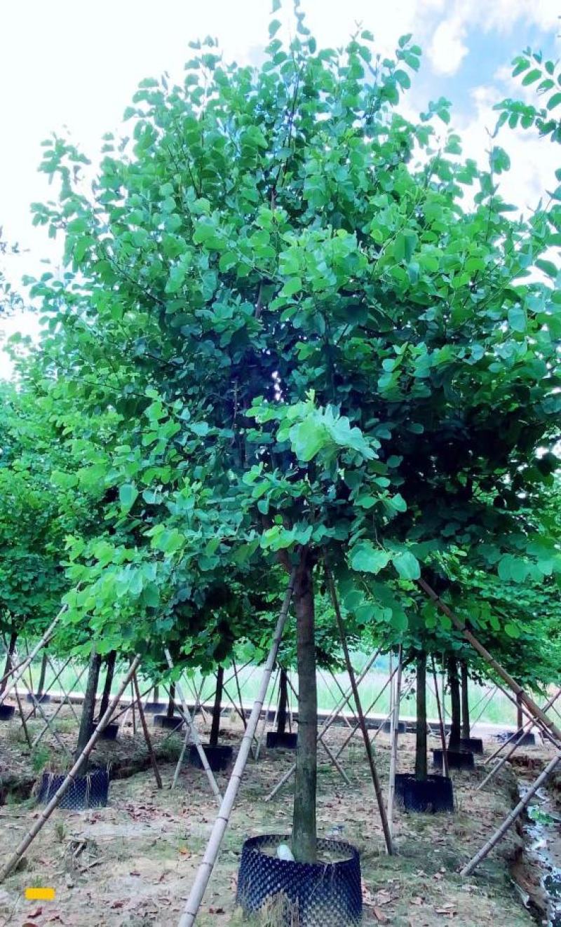 宫粉紫荆、宮粉羊蹄甲、羊蹄甲、红紫荆、红花紫荆、弯叶树