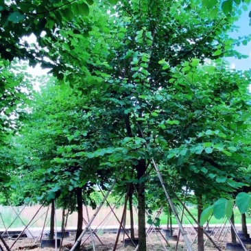 宫粉紫荆、宮粉羊蹄甲、羊蹄甲、红紫荆、红花紫荆、弯叶树