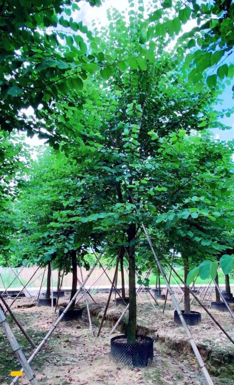 宫粉紫荆、宮粉羊蹄甲、羊蹄甲、红紫荆、红花紫荆、弯叶树