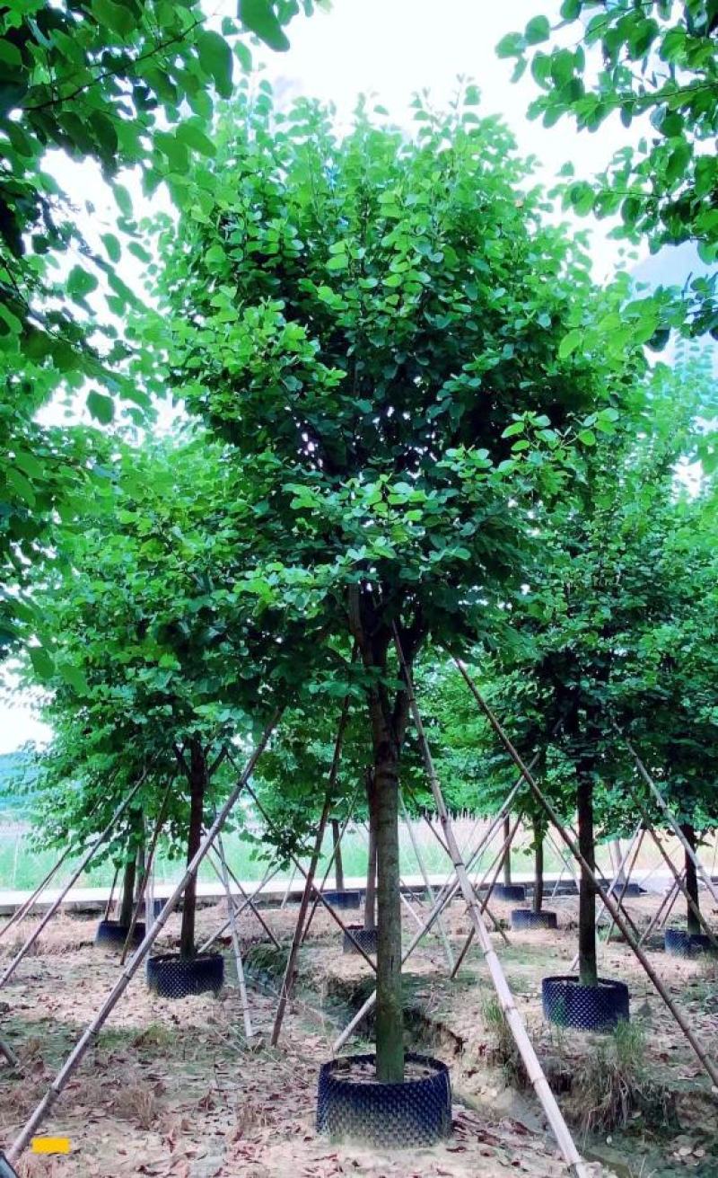 宫粉紫荆、宮粉羊蹄甲、羊蹄甲、红紫荆、红花紫荆、弯叶树