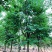 宫粉紫荆、宮粉羊蹄甲、羊蹄甲、红紫荆、红花紫荆、弯叶树