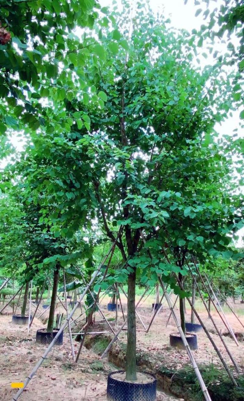 宫粉紫荆、宮粉羊蹄甲、羊蹄甲、红紫荆、红花紫荆、弯叶树